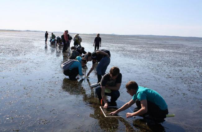 Large group of students working in a shallow bay